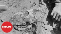 Los hallazgos de dinosaurios del Desierto del Gobi