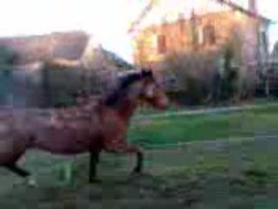Vidéo009