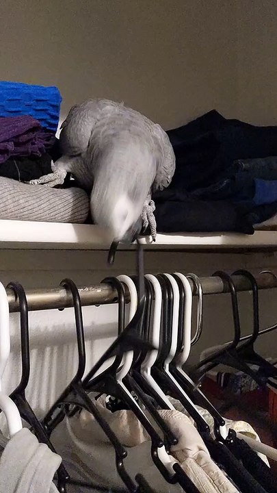 Parrot Helps Pack for Work