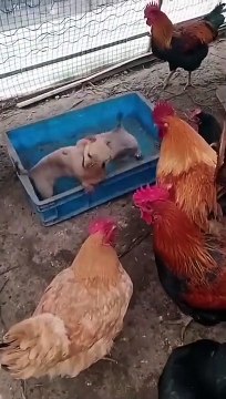 Des poules organisent un combat de chiots pour placer des paris !