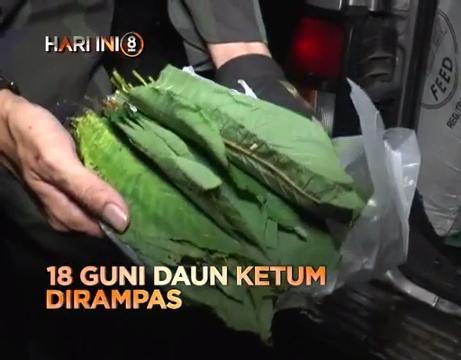 Fokus Hari Ini 8 malam: 18 guni daun ketum dirampas