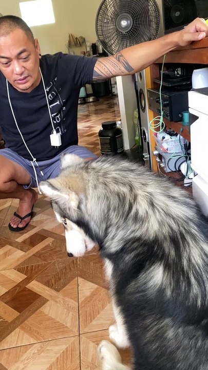 Husky Talks Back While Being Scolded