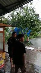 Pohon Tumbang akibat Hujan deras disertai angin puting beliung di Kepanjen Malang