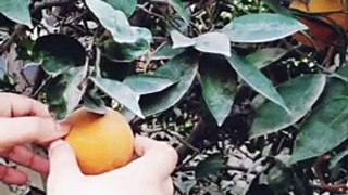 Home garden Oranges tree Fruit is ready now (MASHALLAH) __ Home garden Oranges tree Fruit is ready