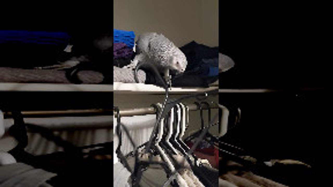 Parrot Helps Pack for Work