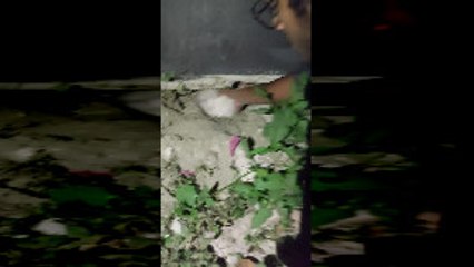 Rescuing a Kitten from Under a Building
