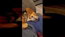 Sleeping Beagle Snores
