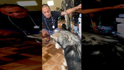 Husky Talks Back While Being Scolded