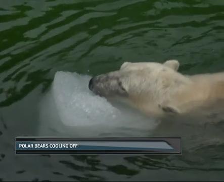 Polar bear cubs cool off with giant ice cubes