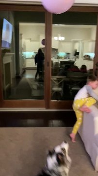 Australian Shepherd Loves Playing with Balloon