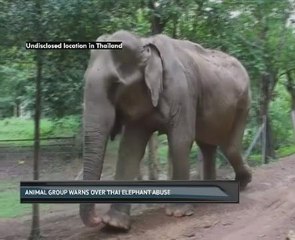 Animal group warns over Thai elephant abuse