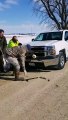 Un Aigle coincé dans le pare-choc d'une voiture