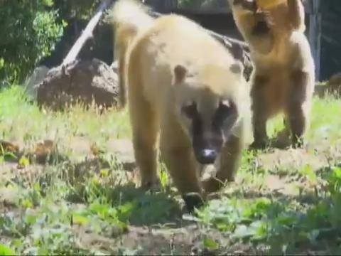 Haiwan di Zoo diberi makan ais akibat cuaca panas