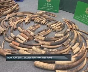 Hong Kong seizes biggest ivory haul in 30 years