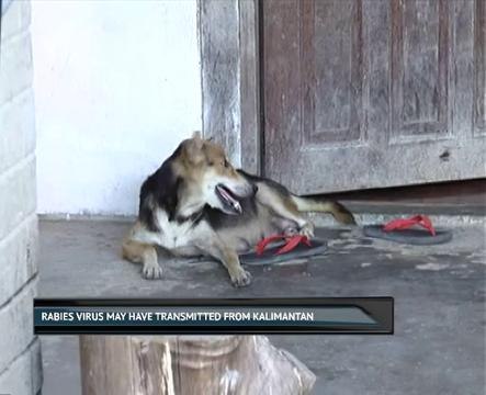 Rabies virus may have transmitted from Kalimantan
