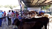 Matagalpa: Feria Fagromat dinamiza sector agropecuario