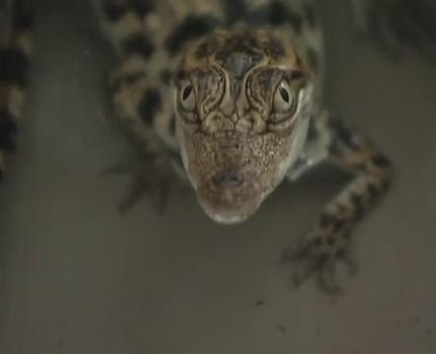 Rare crocodile eggs found in Cambodia