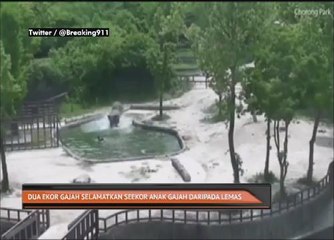 Dua ekor gajah selamatkan seekor anak gajah daripada lemas