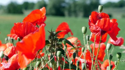 14407612_przewodnik-rowerowy-gryfino-trzcinska-zdroj-czyli-blue-velo-trasa-pelna-atrakcji_720P