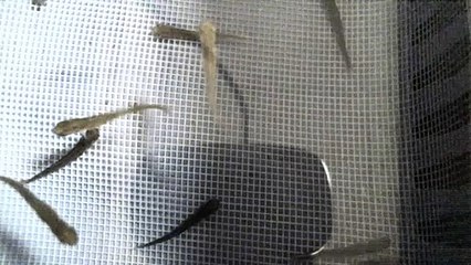 EPCAMR's Trout Tank Swim Ups 03/01/22