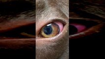Parasitic Worms Spotted in Dog's Eye