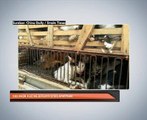 500 ekor kucing berjaya diselamatkan