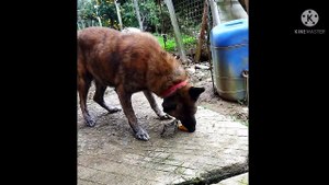 Baru tau anjing Taiwan doyan jeruk