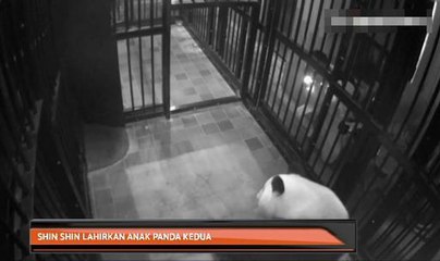 Shin Shin lahirkan anak panda kedua