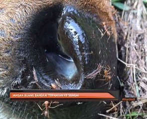 Jangan buang bangkai ternakan ke sungai
