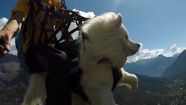 Weather plays important factor for paragliding dog and owner to take flight