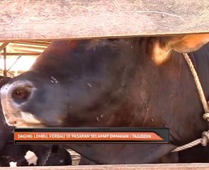 Daging lembu,kerbau di pasaran selamat dimakan