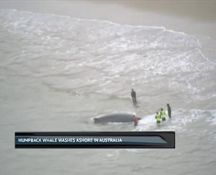 Humpback whale washes ashore in Australia