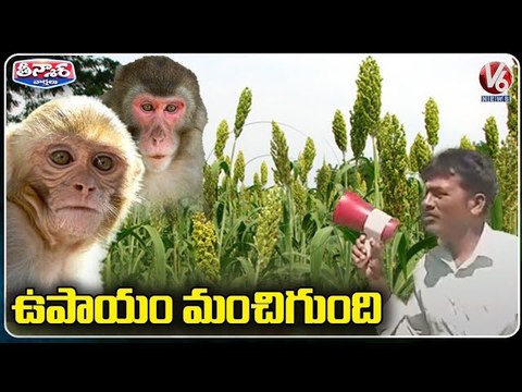 Farmer Finds Unique Way to Protect Fields From Monkeys V6 Teenmaar