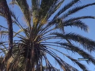 Kurma, Tamar, Dates: Smart Money With Ibrahim Sani