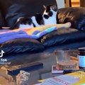 Baby Cats - Cute Cats - Adorable Cats - Funny Cats Compilations PART 40
