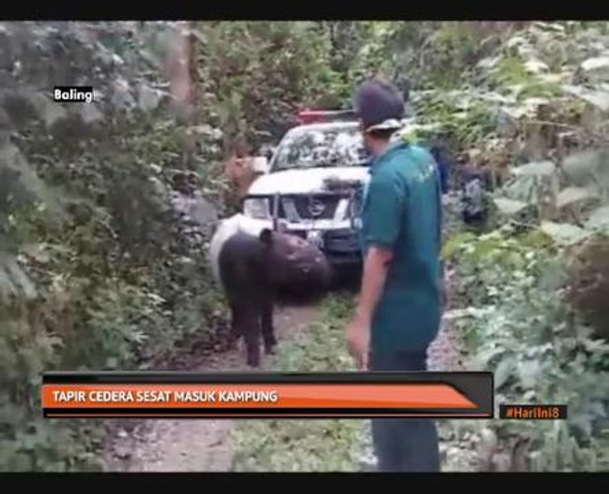 Tapir cedera sesat masuk kampung