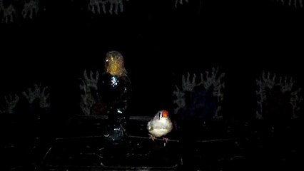 ZEBRA FINCH 102_8169