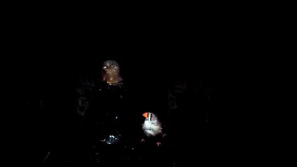 ZEBRA FINCH 102_8170