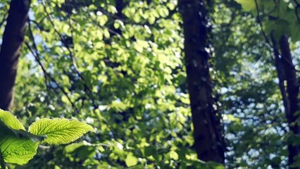 Suara Burung Merdu Di Hutan / melodious bird sound in the fores