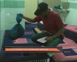 Bau busuk disangka mayat, rupanya bau tenggiling