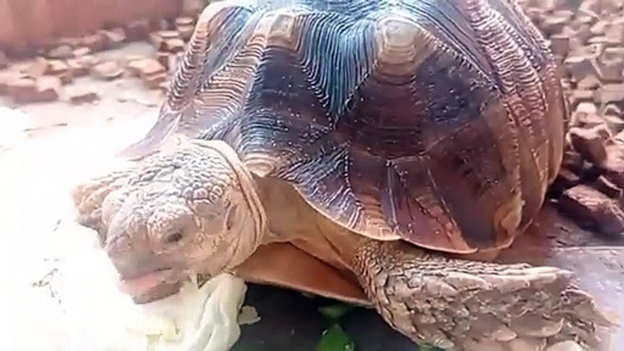 Kasih Makan Kura Kura Darat (Tortoise). Mahal Seharga Mobil !!