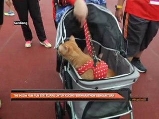 The Meow Fun Run beri ruang untuk kucing 'bermarathon' dengan tuan