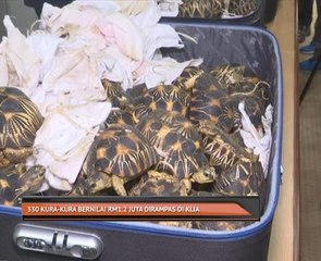 330 ekor kura-kura bernilai RM1.2 juta dirampas di KLIA