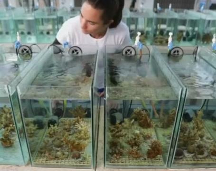 Scientists discover coral that could beat climate change