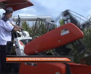 Perusahaan tanaman jagung buka 22,000 peluang pekerjaan