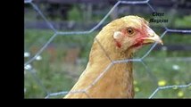 Santé Grippe aviaire: liste des départements qui passent en risque 