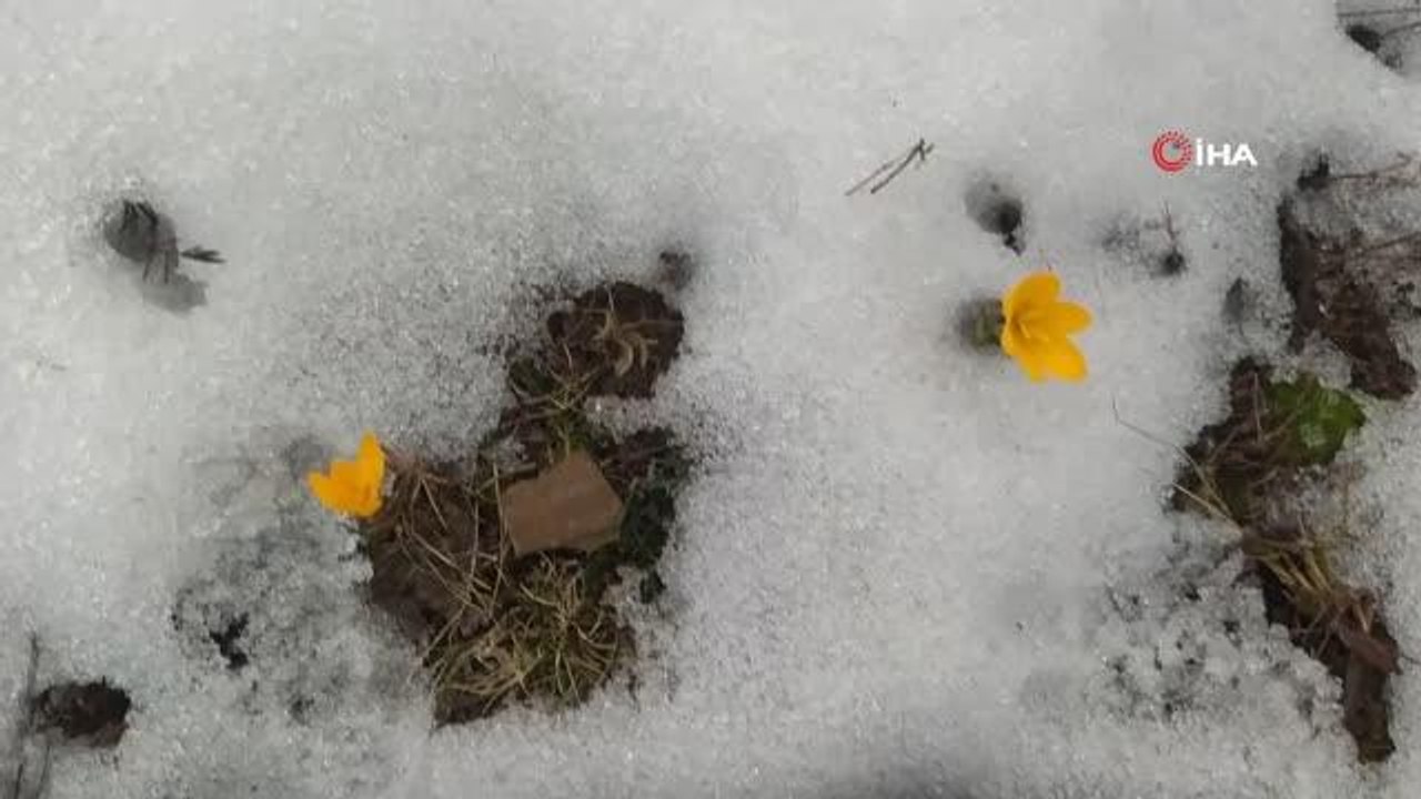 Kar ve çiçek açan çiğdemler yan yana... Kırlar baharın müjdecisi çiğdemlerle renklendi