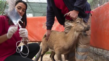 AKSEKİ ASAT'IN SEVİMLİ MİSAFİRİ YABAN KEÇİSİ