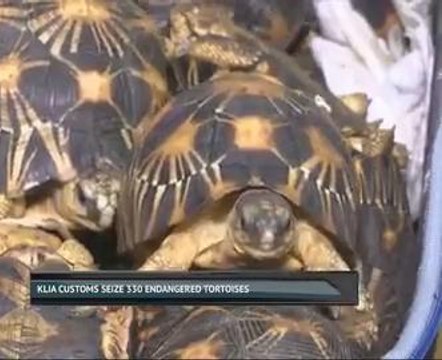 KLIA Customs seize 330 endangered tortoises
