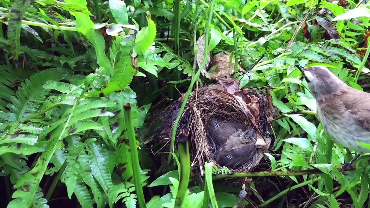 Parent birds save their children from snake attacks